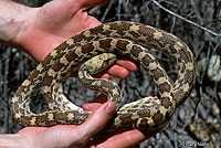 Sonoran Gophersnake