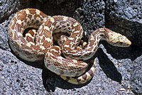 Sonoran Gophersnake