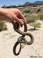 Sonoran Gopher Snake