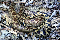 Sonoran Gopher Snake