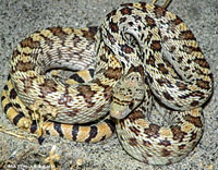 Sonoran Gopher Snake