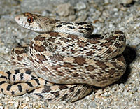 Sonoran Gopher Snake