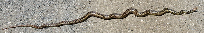 San Diego Gophersnake