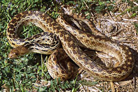 San Diego Gopher Snake