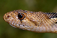 San Diego Gopher Snake