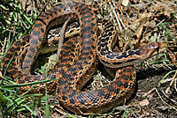 San Diego Gophersnake