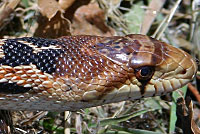 San Diego Gopher Snake