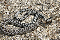 San Diego Gopher Snake