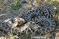 mating Great Basin Gophersnakes