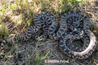 mating Great Basin Gophersnakes