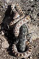 Pacific Gopher Snake eating a Western Fence Lizard