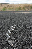 Great Basin Gophersnake