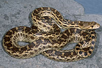 Gophersnake