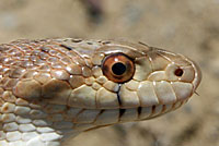 Pacific Gophersnake