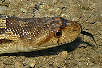 Pacific Gopher Snake