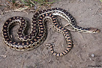 Pacific Gopher Snake