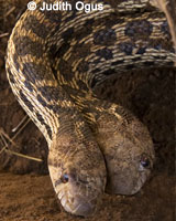 Pacific Gopher Snakes