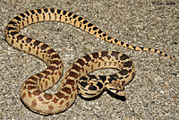 Great Basin Gophersnake