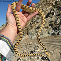 Great Basin Gopher Snake