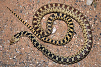 Great Basin Gophersnake