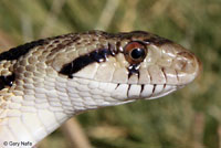 Great Basin Gopher Snake