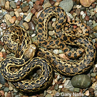 Santa Cruz Island Gophersnake