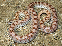 Spotted Leaf-nosed Snake