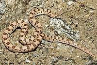 Spotted Leaf-nosed Snake