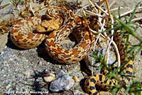 Sonoran Gopher Snake