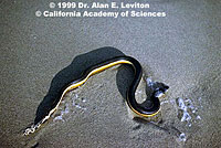 Yellow-bellied seasnake