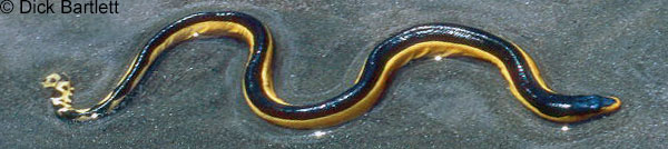 Yellow-bellied seasnake