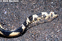 Yellow-bellied seasnake