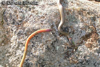 Ring-necked Snakes use a mild venom to subdue their prey which include snakes and lizards. This snake from San Diego County regurgitated a California Legless Lizard that it had recently eaten. © Donald Schultz 