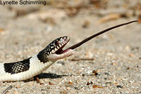 A Long-nosed Snake eating a Great Basin Whiptail  © Lynette Schimming.