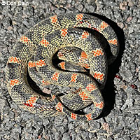 Long-nosed Snake