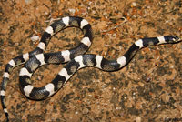 Long-nosed Snake