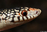 Long-nosed Snake 