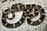 Long-nosed Snake