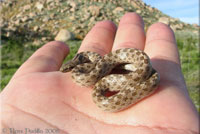 San Diego Nightsnake