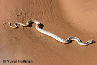 Desert Patch-nosed Snake