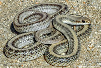 Desert Patch-nosed Snake