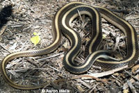 Coast Patch-nosed Snake