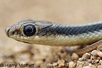 Coast Patch-nosed Snake