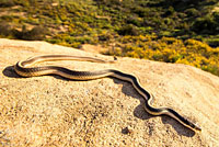 Coast Patch-nosed Snake