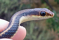 Coast Patch-nosed Snake