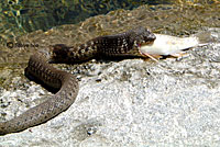Two-striped Gartersnake
