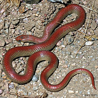 Variable Groundsnake