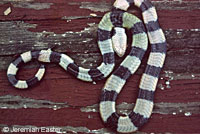 Variable Groundsnake