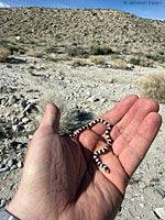 Variable Groundsnake