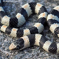 Variable Groundsnake